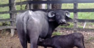 Vinculación Búfala- Bucerro: El comportamiento materno