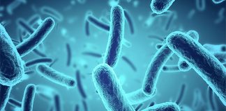 La Importancia de los prebióticos en el tracto gastrointestinal en los porcinos en diferentes etapas productivas