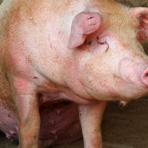 Estrategia integral que optimiza la producción en la industria porcina. II estrategia integral