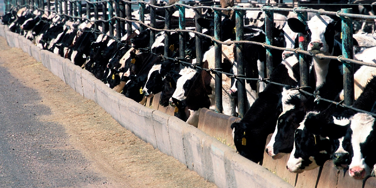 Contaminantes ambientales ubicuos en los alimentos de uso agropecuario