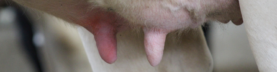 ¿Sabe usted con quién se enfrenta en la batalla vs. la mastitis? batallavsmastitis 1