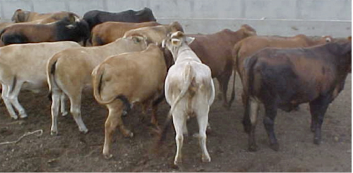 Rendimiento en canal de bovinos producidos en el trópico. ¿Predecible? Rendimiento Canal Bovinos 4