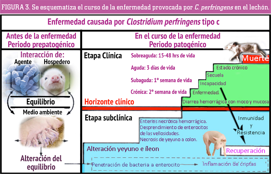 Aprendiendo más acerca del cuidado de la diarrea en cerdos lactantes diarrea cerdos lactantes 7