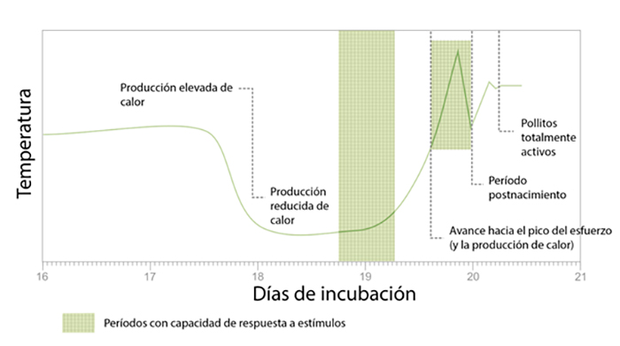 Comprender el huevo fértil huevo fertil 2