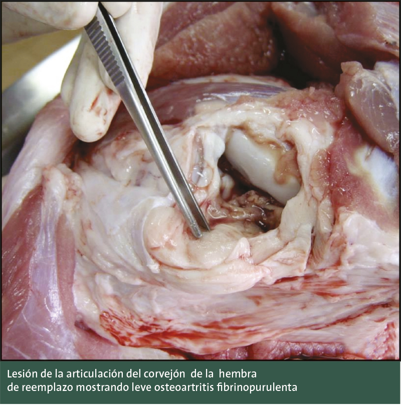 Importancia de la artritis causada por mycoplasma hyosynoviae. artritis Mycoplasma 5