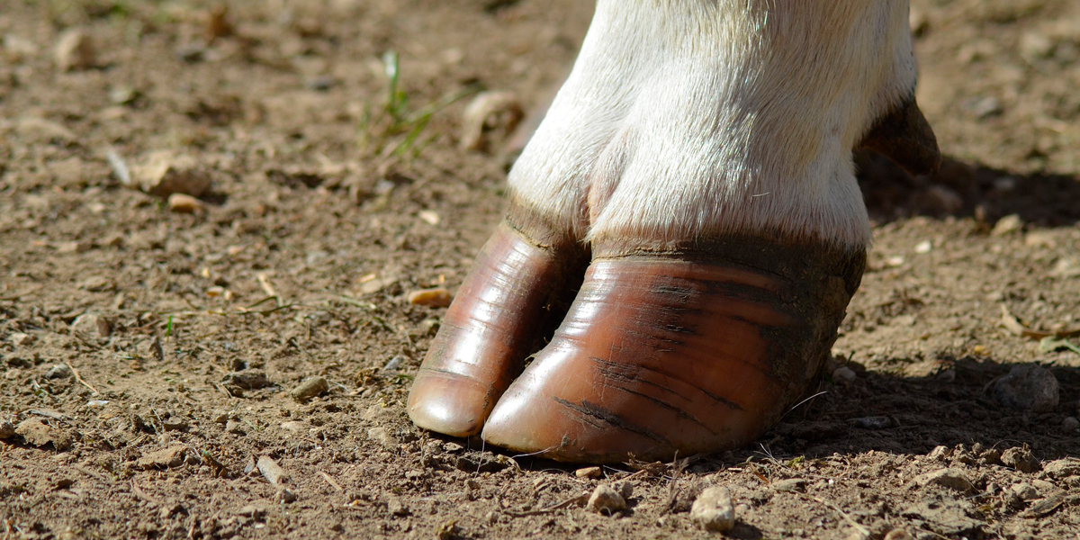 Laminitis bovina BM Editores
