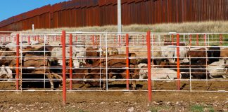 Aumenta ciclo ganadero de exportación 20-21 40% a EU