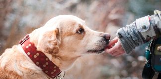 Las Mascotas de Compañía NO Transmiten el COVID-19: SENASICA