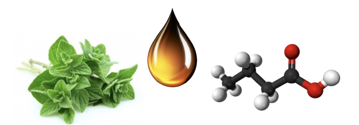 Cuidado de la salud intestinal con butirato sódico salud intestinal butirato sodico 2