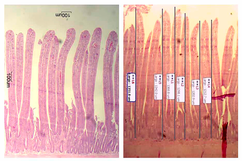 Modelo para medir la longitud de las vellosidades intestinales de yeyuno e íleon vellosidades intestinales yeyuno ileon 3