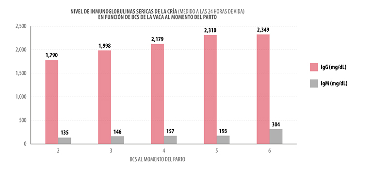 Condición corporal de la vaca de carne al momento del parto y la lactancia Condicion corporal de la vaca de carne 6