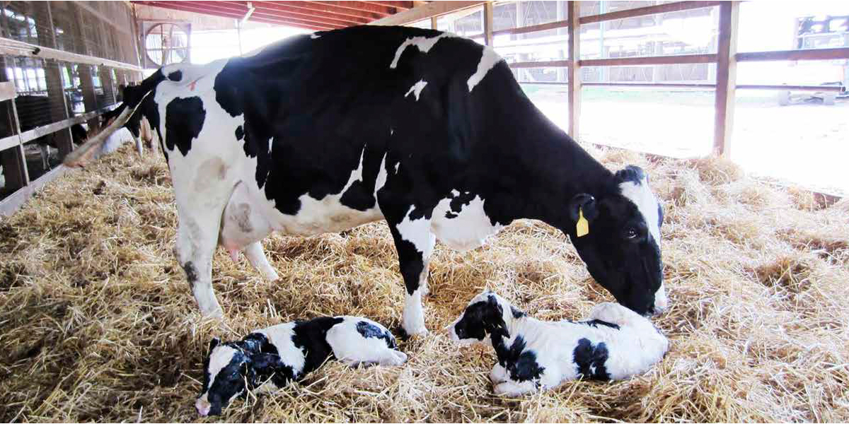 Inmunosupresión en el periodo de transición de la vaca lechera - BM Editores