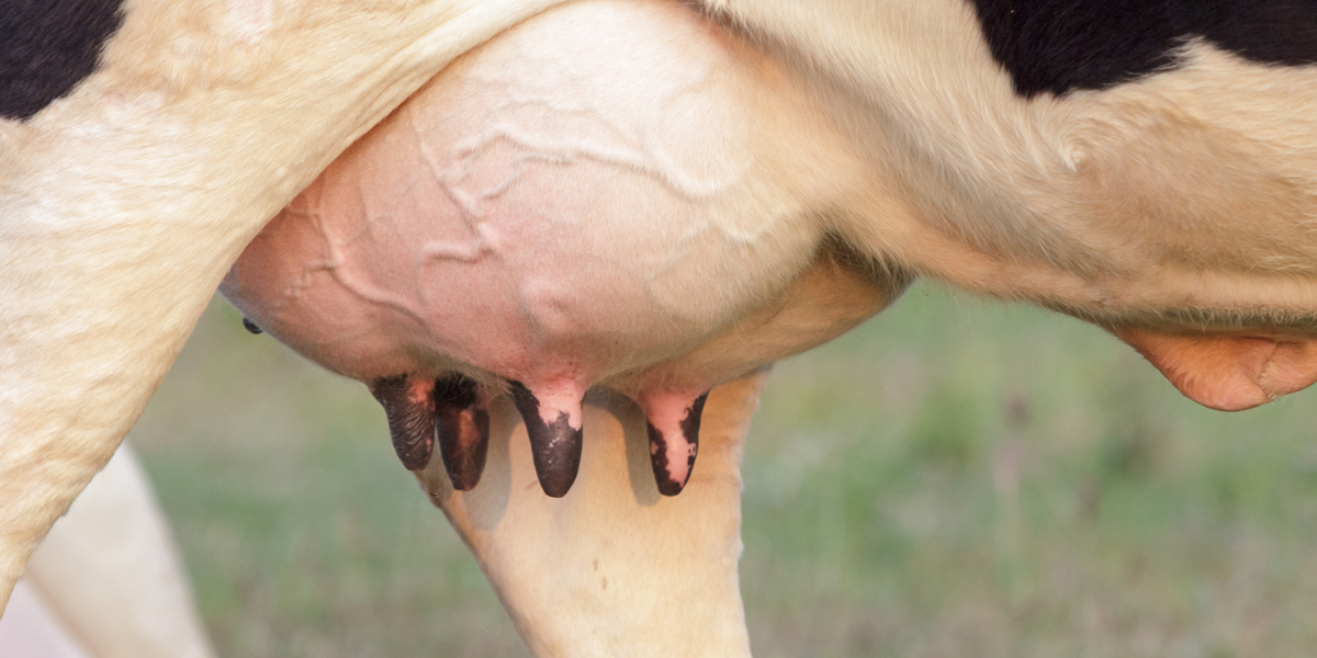 Mastitis crónica de la vaca y su tratamiento homeopático veterinario - BM Editores