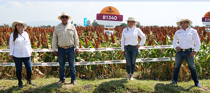 Brevant Semillas, alta tecnología contra el pulgón amarillo en el sorgo Brevant Semillas 3