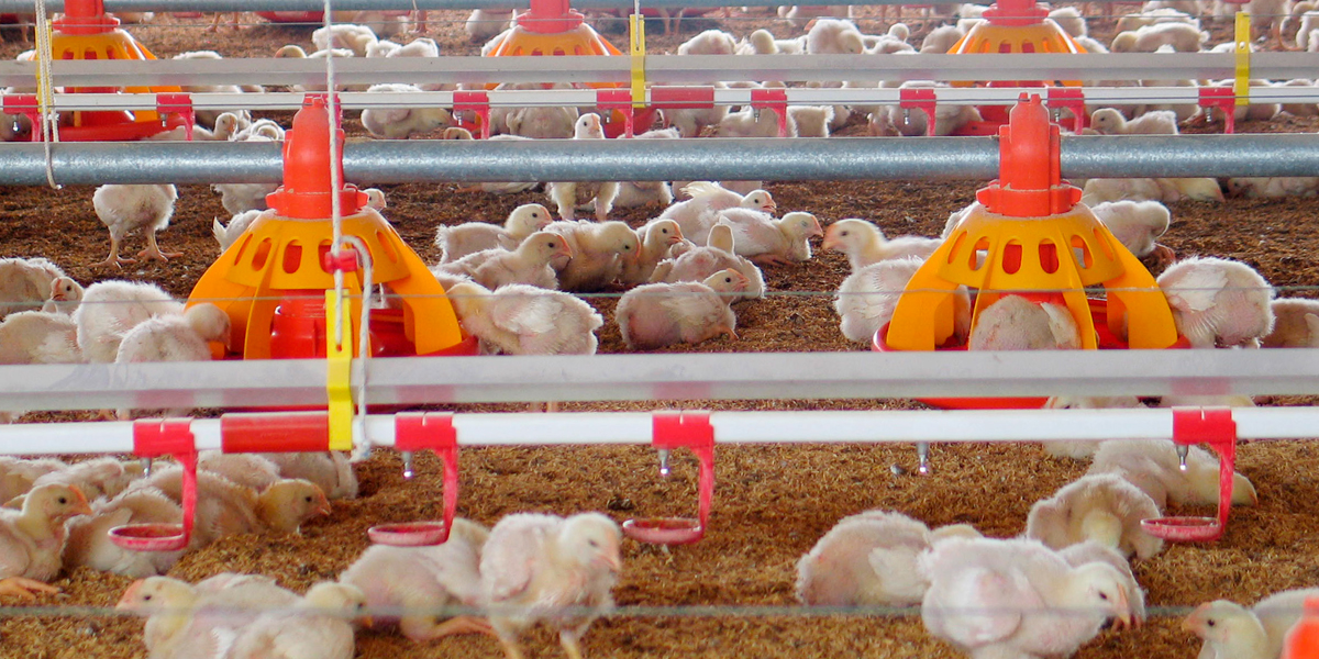 ¿Cómo se producen los pollos? - BM Editores