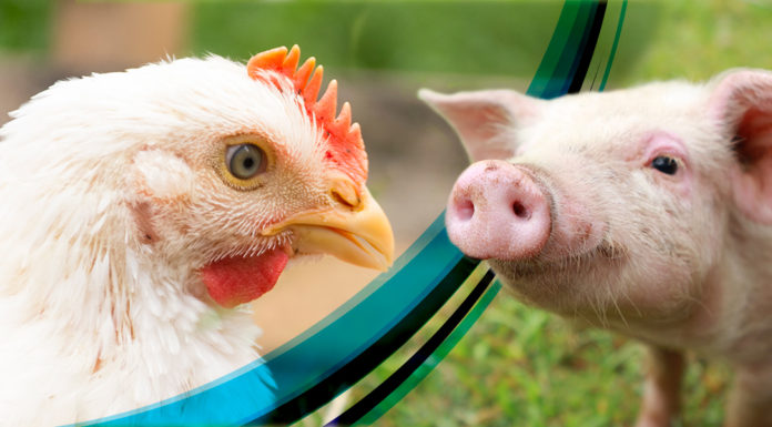 DSM lanza nueva generación de fitasa para aves y cerdos