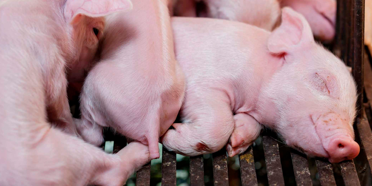 Mortalidad neonatal en lechones BM Editores