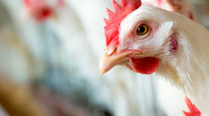 Poultry Quarterly Q4 2021