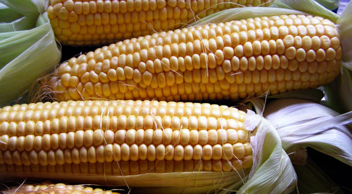 Innovadora tecnología agroecológica de feromonas de confusión sexual