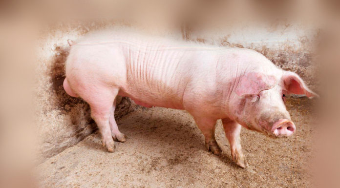 ¿Qué daña al epidídimo?