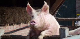 Manejo de excretas porcinas mediante estrategias de vanguardia biotecnológica