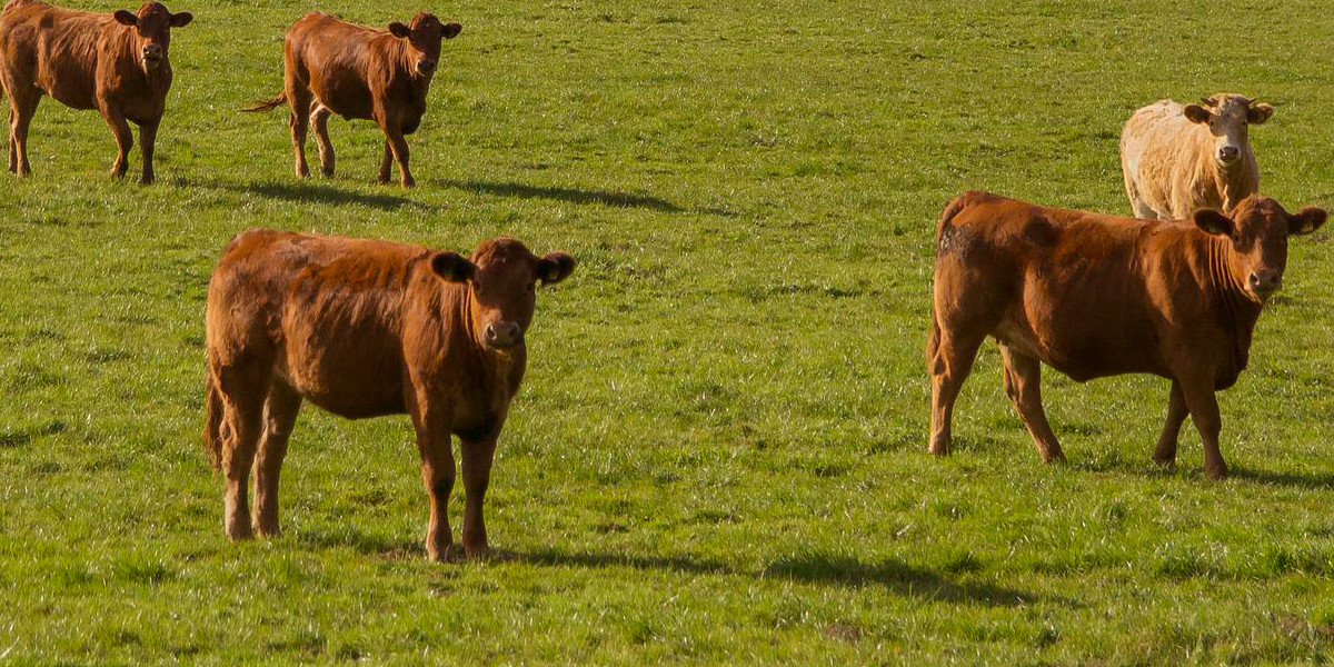 Vaca Raza Perfil De Vaca De Carne