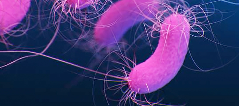 Biopelículas como fuente de enzimas que causan el deterioro de la leche y medidas de control Biopeliculas fuente enzimas 3