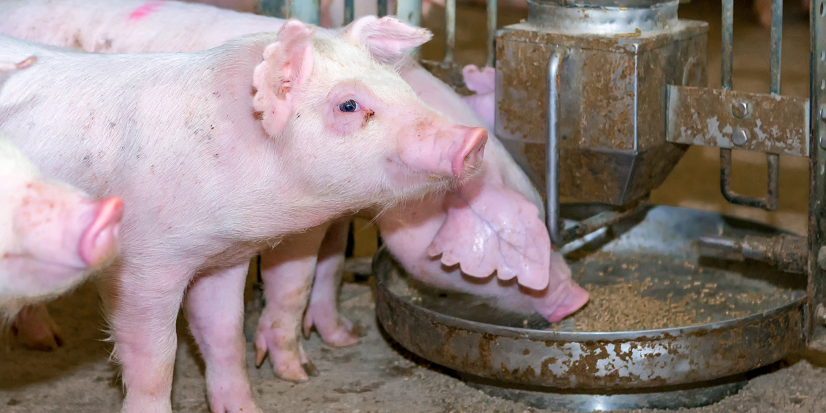 Sistema de transporte de alimento Flex–Flo/chain disk - BM Editores