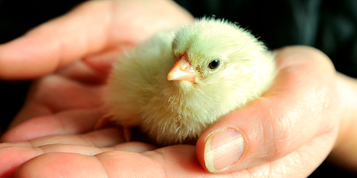 Pollos de engorde de crecimiento más lento y bienestar animal sostenible:  introducción - BM Editores