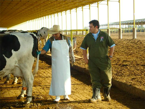 Aspectos críticos durante la revisión de vaca fresca revision vaca fresca2