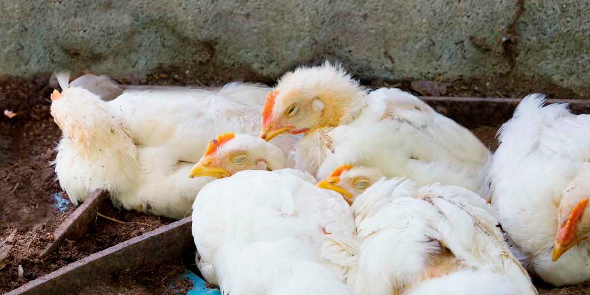 Comprensión de la patogénesis de la enteritis necrótica en pollo de