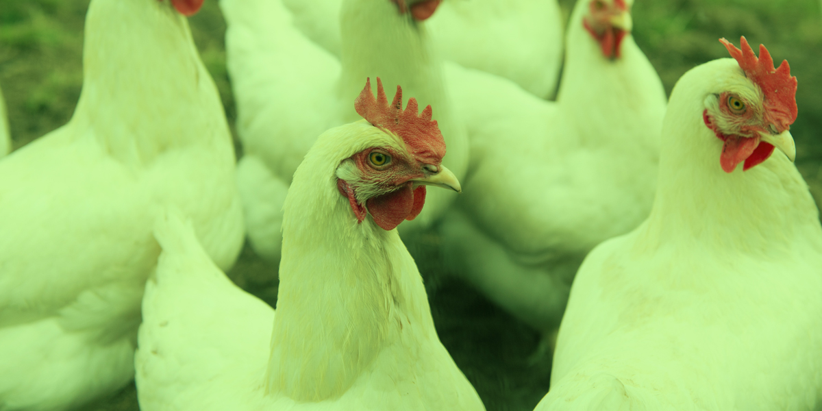 NUQO©NEX: Tecnología robusta y basada en la ciencia para optimizar los ...