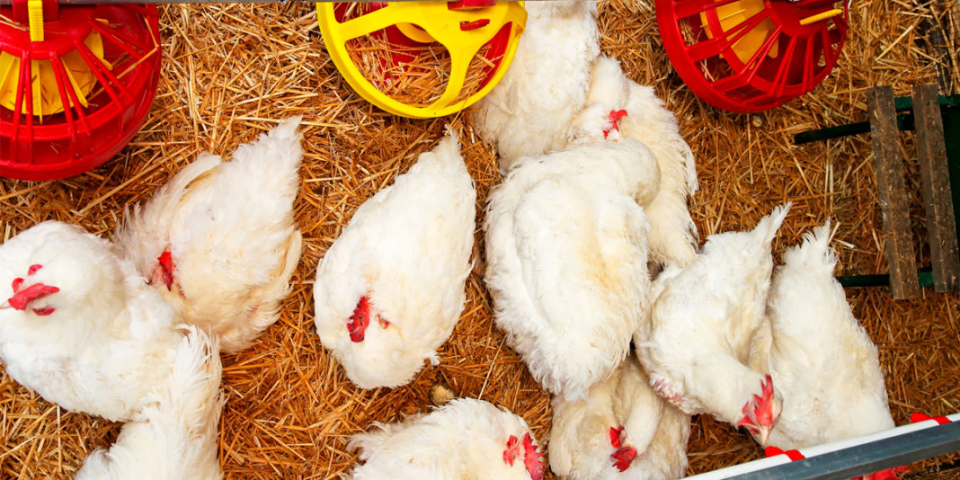 Frecuencia del uso de perchas e