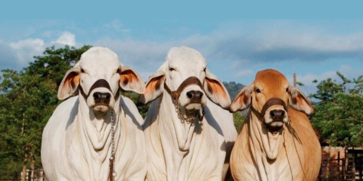 Mejoramiento genético.”La herramienta para incrementar El rendimiento y ...