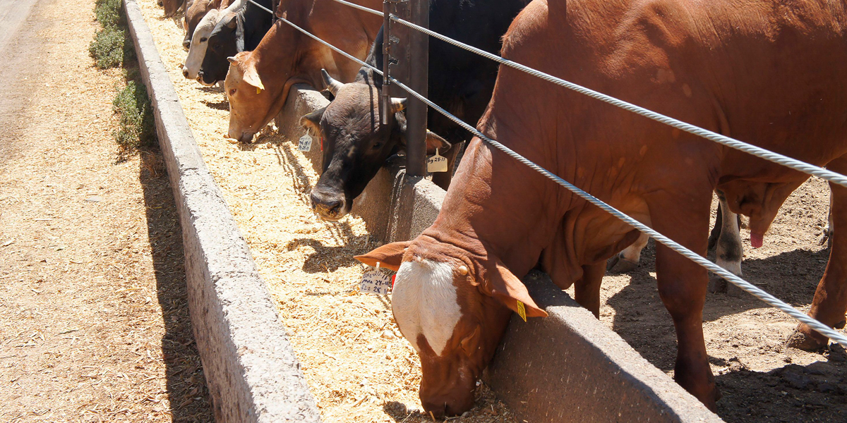 Sector pecuario, aliado en lucha contra efectos del cambio climático - BM  Editores