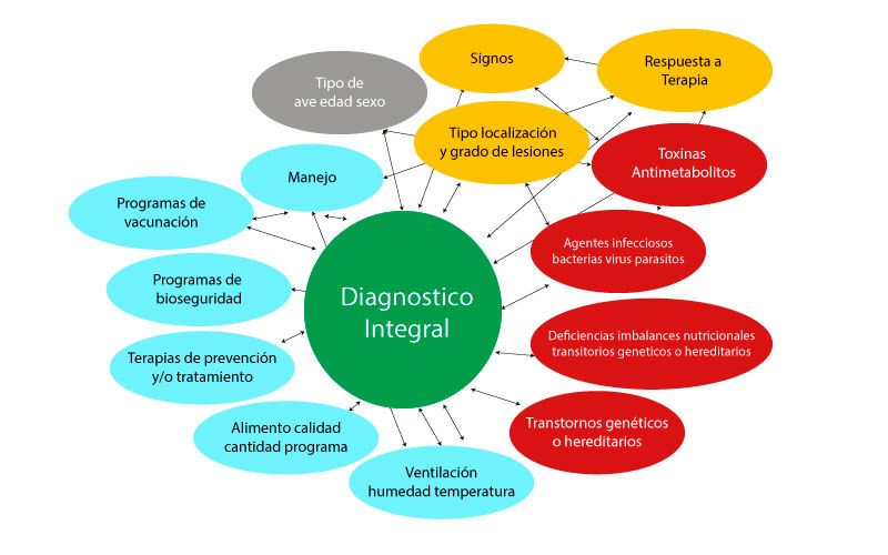Elementos requeridos para un diagnóstico de Laboratorio Elementos requeridos diagnostico Laboratorio 1