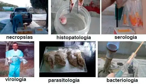 Elementos requeridos para un diagnóstico de Laboratorio Elementos requeridos diagnostico Laboratorio 14