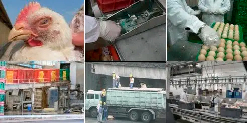 Elementos requeridos para un diagnóstico de Laboratorio Elementos requeridos diagnostico Laboratorio 15