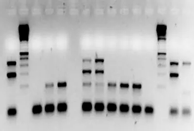 Elementos requeridos para un diagnóstico de Laboratorio Elementos requeridos diagnostico Laboratorio 6