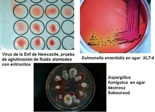 Elementos requeridos para un diagnóstico de Laboratorio Elementos requeridos diagnostico Laboratorio 9