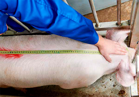 Entendiendo el estrés calórico en cerdos Entendiendo estres calorico cerdos 1