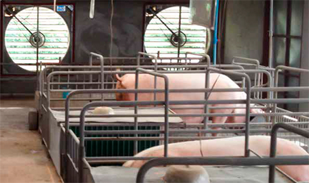 Entendiendo el estrés calórico en cerdos Entendiendo estres calorico cerdos 5