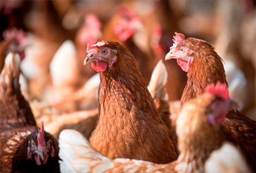 Del rumen a la gallina, un festín de sabor Del rumen gallina festin sabor 1