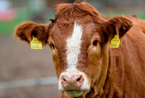 Del rumen a la gallina, un festín de sabor Del rumen gallina festin sabor 2