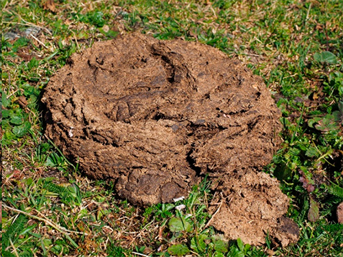Del rumen a la gallina, un festín de sabor Del rumen gallina festin sabor 3