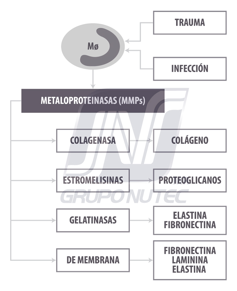 ¿Inflamarse o no inflamarse? Esa es la cuestión Inflamarse o no inflamarse II figura2