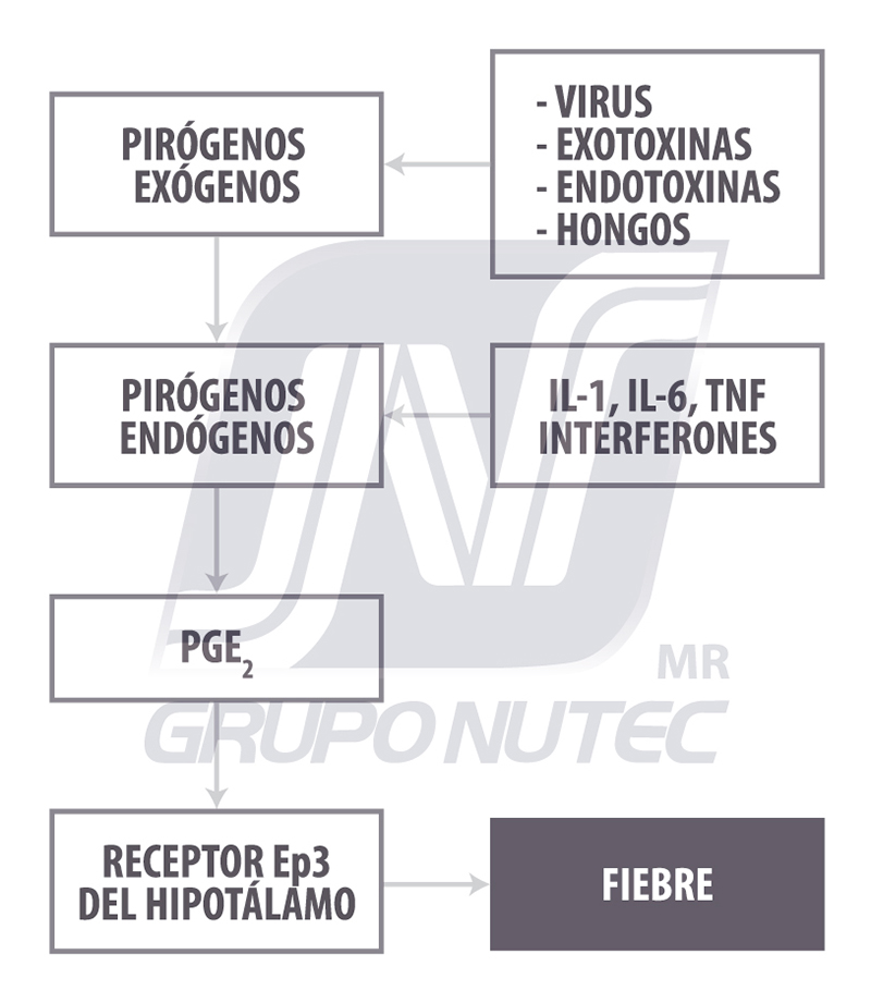 ¿Inflamarse o no inflamarse? Esa es la cuestión Inflamarse o no inflamarse II figura3