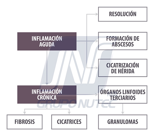 ¿Inflamarse o no inflamarse? Esa es la cuestión Inflamarse o no inflamarse II figura4
