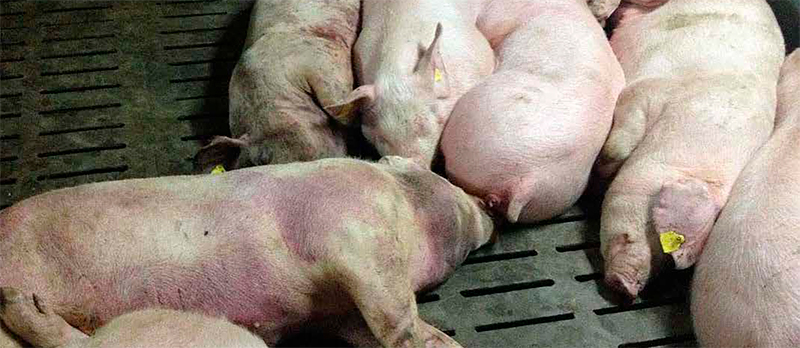 Pleuroneumonía infecciosa porcina sus efectos y manejos para su control Pleuroneumonia infecciosa porcina efectos manejos control 2