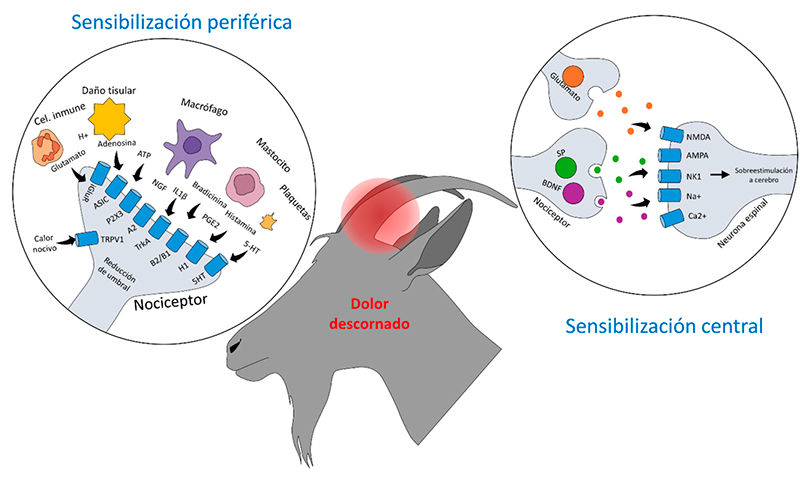 Fundamentos de la neurobiología del dolor: aspectos básicos para iniciarse en la disciplina Fundamentos neurobiologia dolor 3